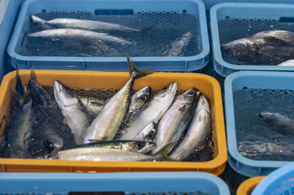 金華鯖は幻の魚⁉︎産地や旬の時期、マサバとの違いを解説します