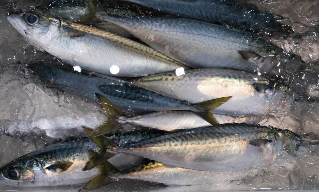 金華鯖は幻の魚⁉︎産地や旬の時期、マサバとの違いを解説します