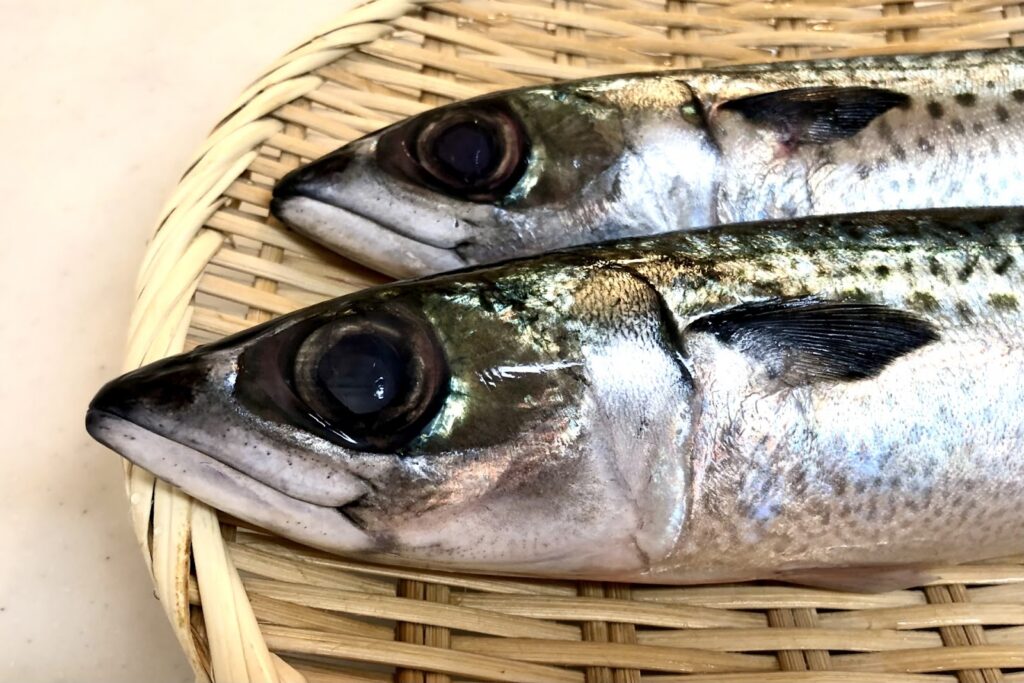 金華鯖は幻の魚⁉︎産地や旬の時期、マサバとの違いを解説します