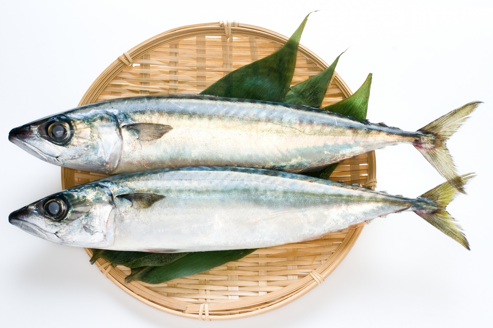 鯖の旬は種類によって変わる 代表的な鯖の旬や新鮮な鯖の見分け方を解説