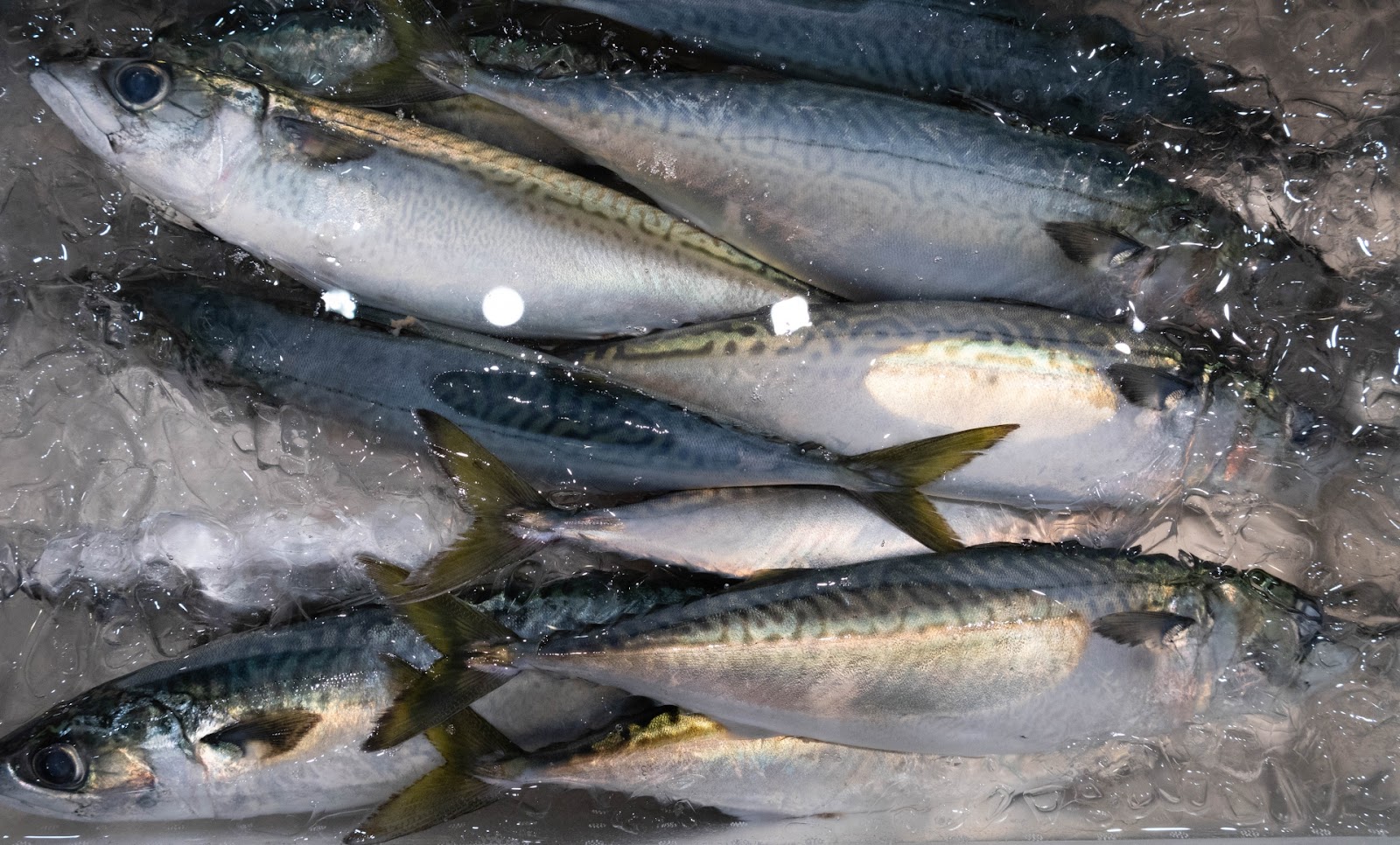 金華鯖は幻の魚 産地や旬の時期 マサバとの違いを解説します 金華鯖は幻の魚 産地や旬の時期 マサバとの違いを解説します